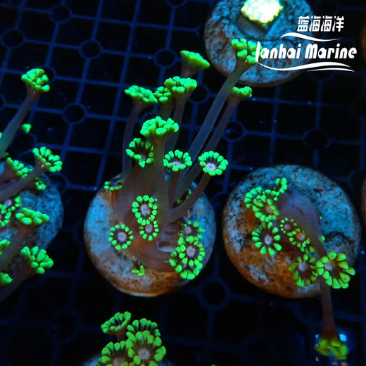 人工粉心水仙茉莉花 商品图1