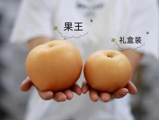 山东莱阳产日本原种【秋月梨】！水润高甜细嫩无渣！润肺去火美白纤体养颜超美味 商品图7