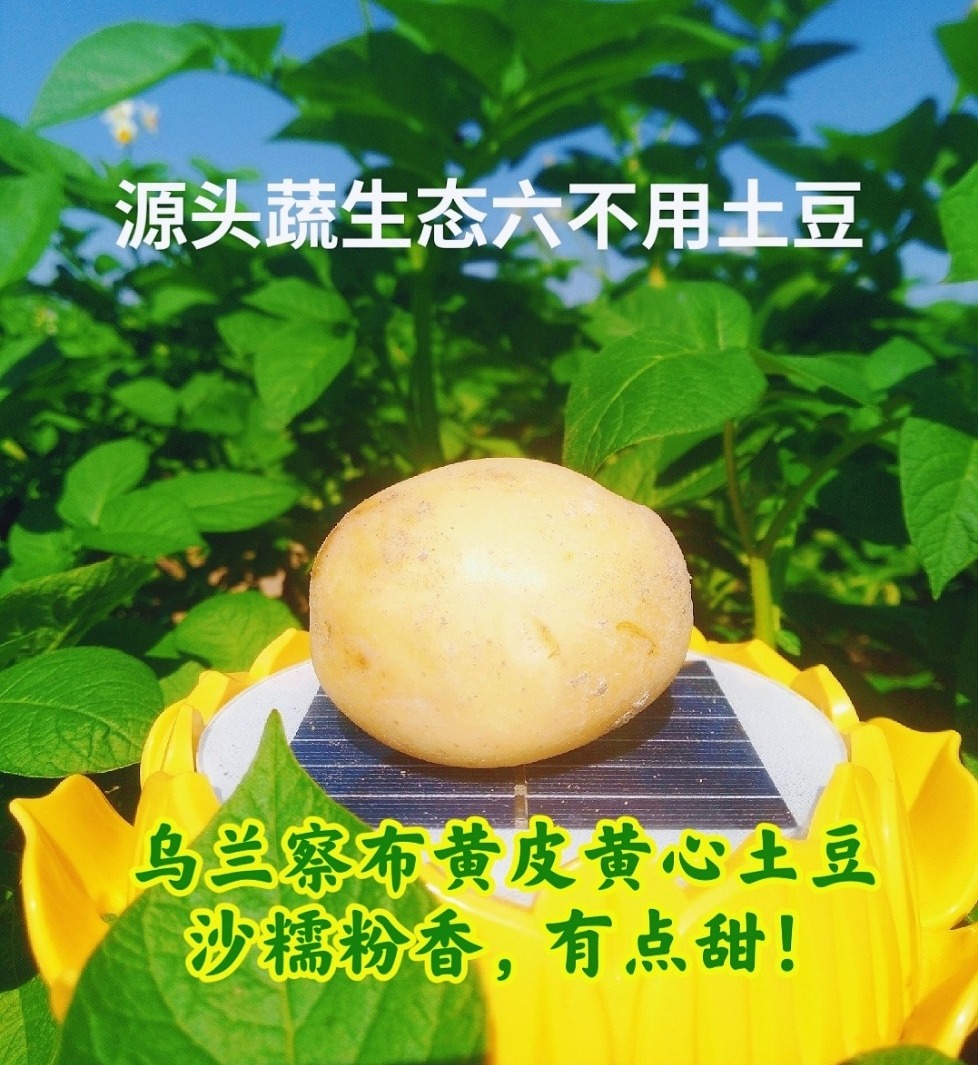 2026年内蒙新上市黄皮黄心土豆 沙糯粉香|土豆哥