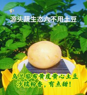 2026年内蒙新上市黄皮黄心土豆 沙糯粉香|土豆哥