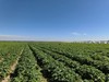 2026年内蒙新上市黄皮黄心土豆 沙糯粉香|土豆哥 商品缩略图4