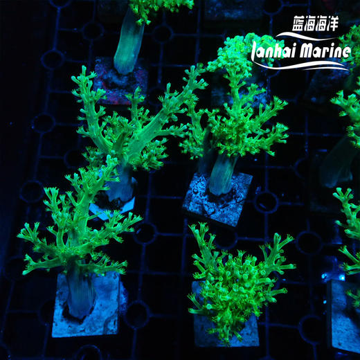 绿日本麦穗-人工 商品图3