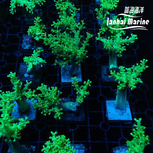 绿日本麦穗-人工 商品图5