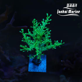 绿日本麦穗-人工