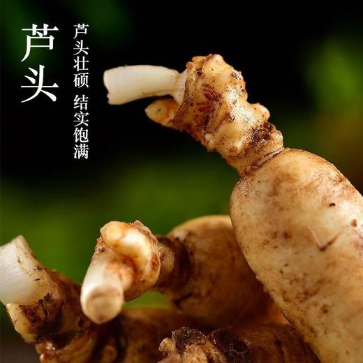 鲜参现采！2026长白山抚松鲜人参  国家地理标志产品 商品图3