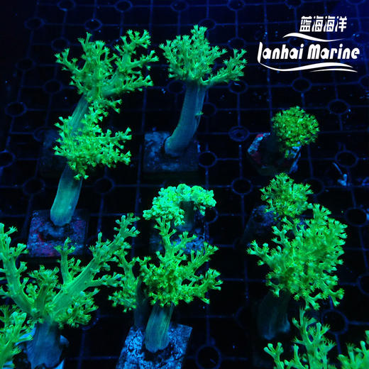绿日本麦穗-人工 商品图4