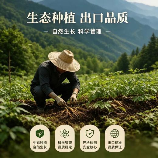 鲜参现采！2026长白山抚松鲜人参  国家地理标志产品 商品图1