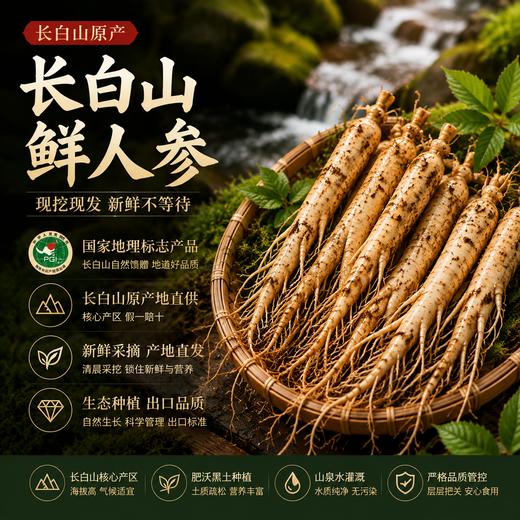 鲜参现采！2026长白山抚松鲜人参  国家地理标志产品 商品图0
