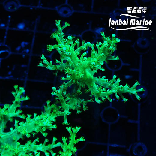 绿日本麦穗-人工 商品图1