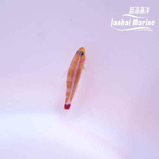 蓝纹洞穴虾虎 商品图2