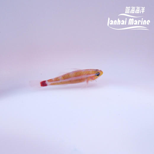 蓝纹洞穴虾虎 商品图3