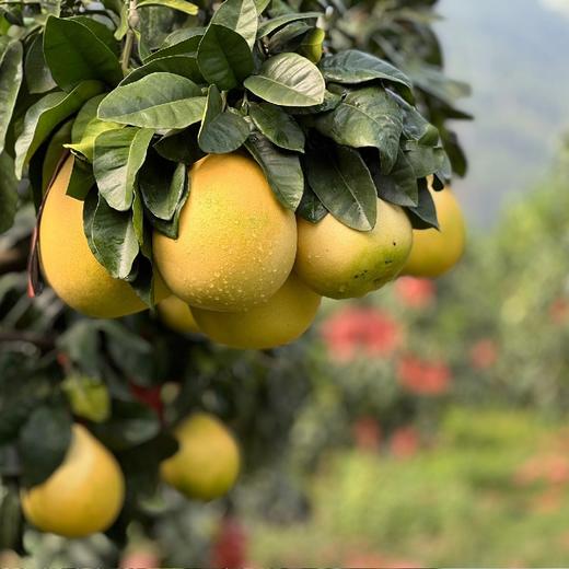 福柚来 红心蜜柚 商品图6