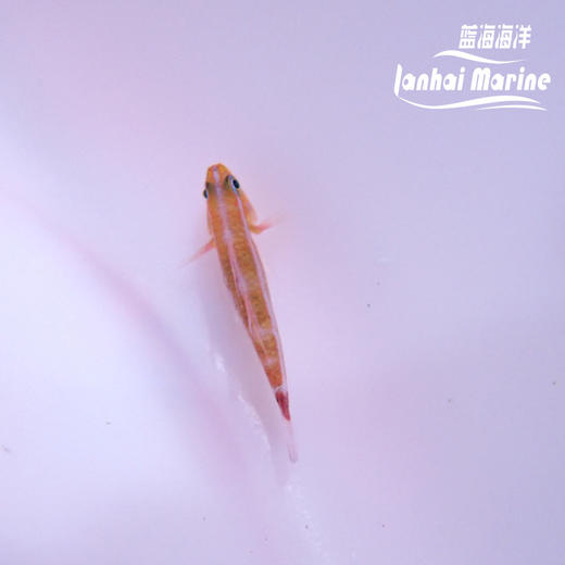蓝纹洞穴虾虎 商品图5
