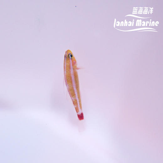 蓝纹洞穴虾虎 商品图4