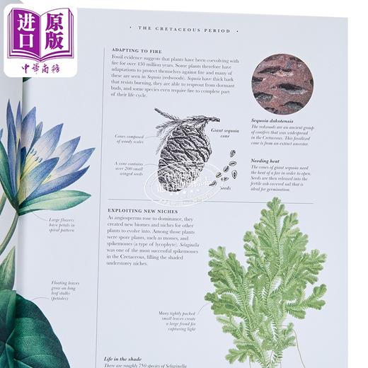 预售 【中商原版】DK世界植物学图集 英文原版 Atlas of Botany An Exploration of Plants Across Time and Around the World DK 商品图2