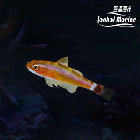 蓝纹洞穴虾虎