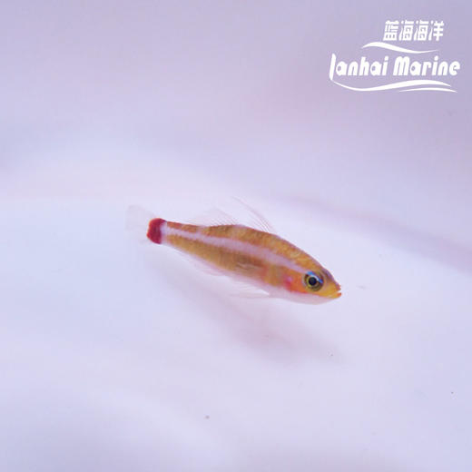 蓝纹洞穴虾虎 商品图1