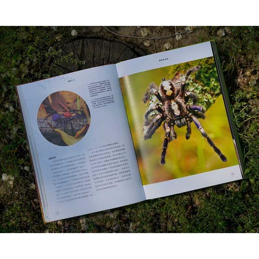 蜘蛛:非凡的生物工程师 商品图4