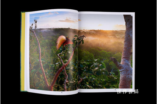 【法文原版】Plumes Du Paradis: Voyages D'Un Oiseau Extraordinaire De Nouvelle-Guinee / 天堂之羽：一只来自新几内亚的非凡鸟类之 商品图3