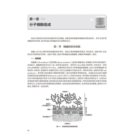 正常人体学 第3三版 配增值 张国花 沃雁 高等学校器官 系统整合教材 供护理学医学技术公共卫生与预防医学专业用人民卫生出版社 商品图4