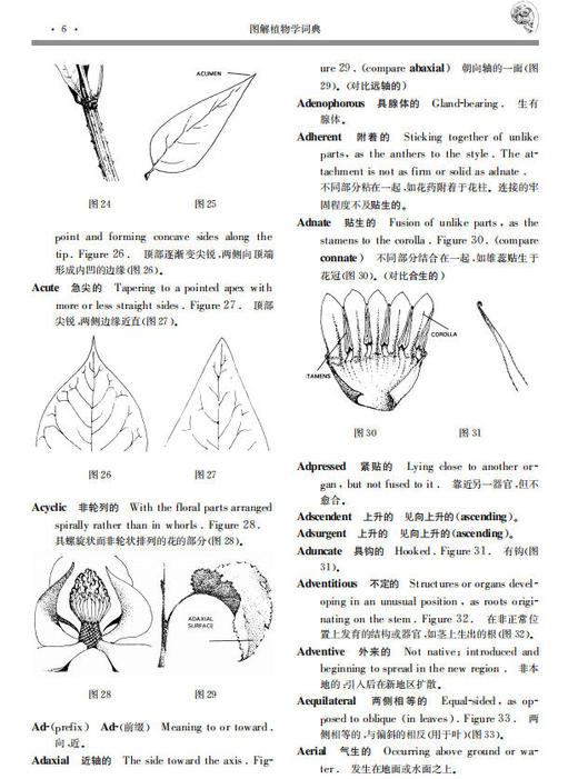 图解植物学词典 李承森 9787030095794 商品图14