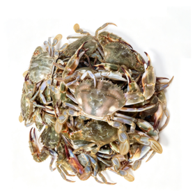 【鲜活】花盖蟹（1000±50g）