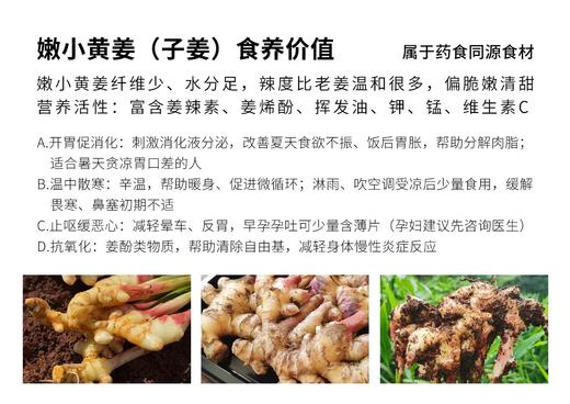 有机小黄姜|梓盟 商品图11