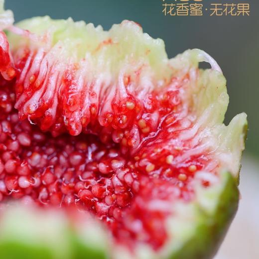 云南无花果（芭劳奈、格莱斯、斯特拉） 商品图5