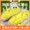 密云新鲜现刨蛋黄薯包邮 白皮黄心板栗薯 香甜粉糯无丝 沙地种植农家地瓜 商品缩略图7