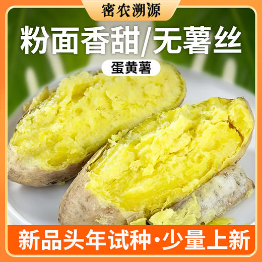 密云新鲜现刨蛋黄薯包邮 白皮黄心板栗薯 香甜粉糯无丝 沙地种植农家地瓜 商品图7
