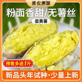 密云新鲜现刨蛋黄薯包邮 白皮黄心板栗薯 香甜粉糯无丝 沙地种植农家地瓜