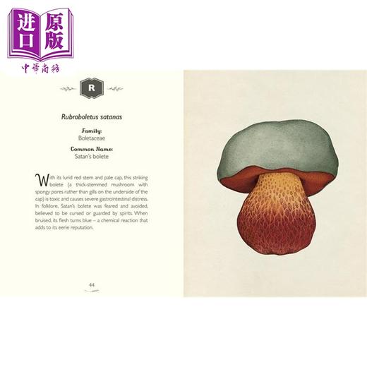 【中商原版】馆长收藏 真菌大全 欢迎来到博物馆系列 The Curators Collection An A to Z of Fungi 英文原版 Ester Gaya 商品图4