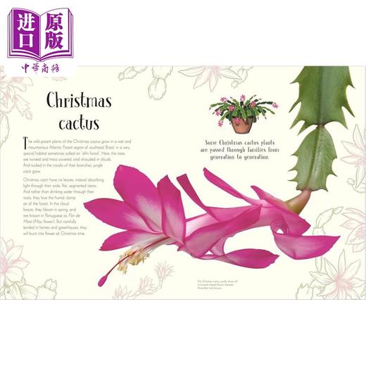 【中商原版】DK典藏博物馆系列 圣诞节 An Anthology of Christmas 英文原版 Auriol Bishop 全彩百科 商品图3