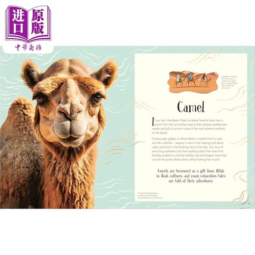 【中商原版】DK典藏博物馆系列 圣诞节 An Anthology of Christmas 英文原版 Auriol Bishop 全彩百科 商品图4