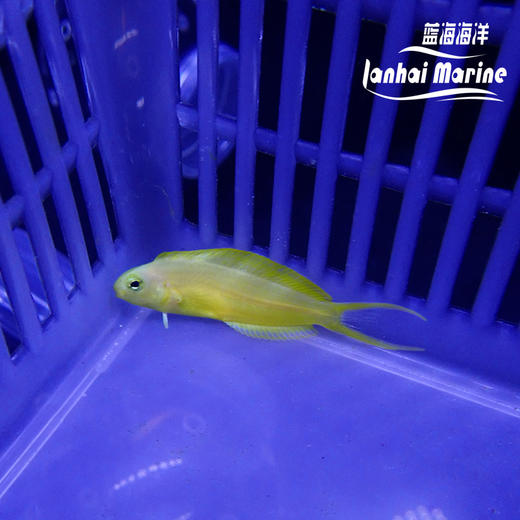 人工斐济金蛟剪 商品图2