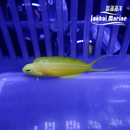 人工斐济金蛟剪 商品图1