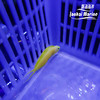 人工斐济金蛟剪 商品缩略图4