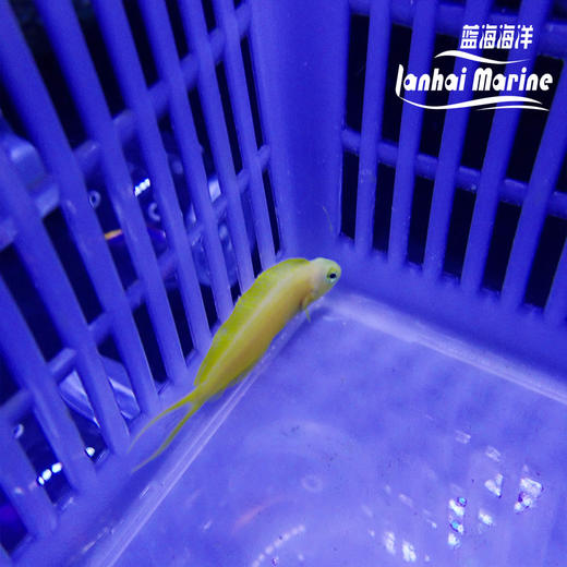人工斐济金蛟剪 商品图4