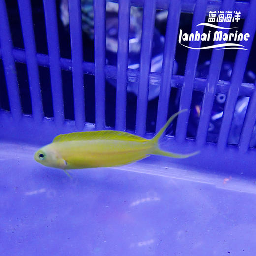 人工斐济金蛟剪 商品图5