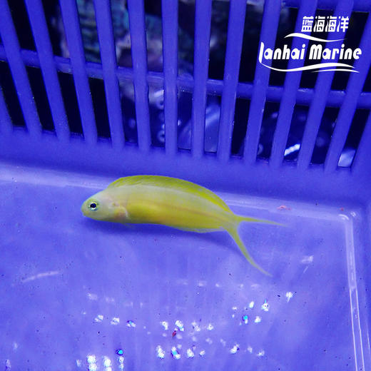 人工斐济金蛟剪 商品图6