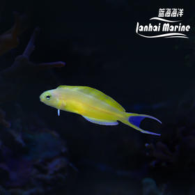 人工斐济金蛟剪