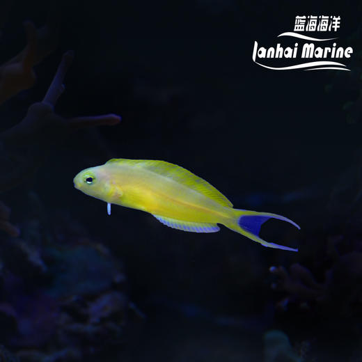 人工斐济金蛟剪 商品图0