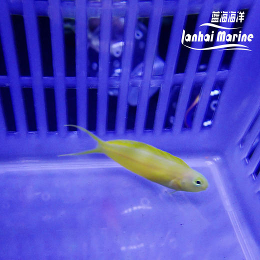 人工斐济金蛟剪 商品图7