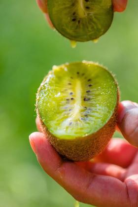 【周刊君推荐】陕西山水之猕翠香猕猴桃 ， 陕西新品种、维C超多，8甜2酸的黄金比例，一抿甜到心窝窝！体验装、家庭装、礼盒装都有