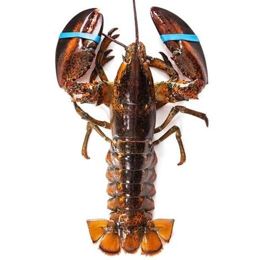 【鲜活】加拿大波士顿龙虾(大)（500±50g）多退少补 商品图0