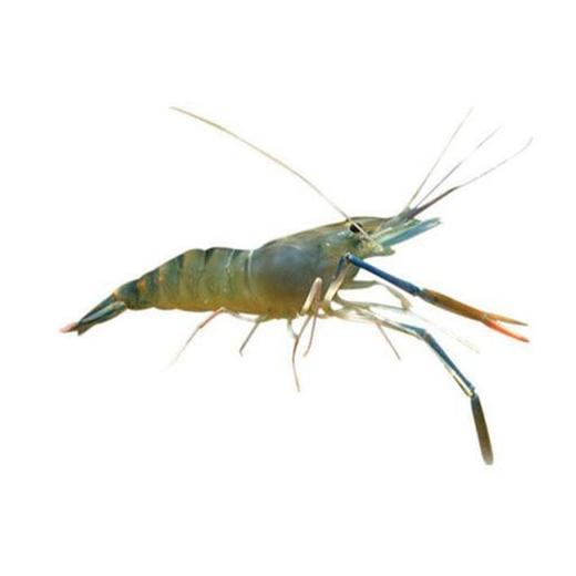 【鲜活】罗氏虾（500±20g) 商品图1