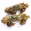 【鲜活】盘锦精品河蟹（500±50g) 商品缩略图1