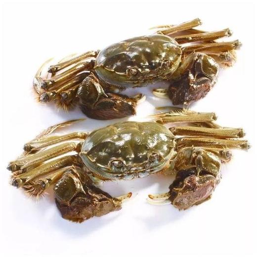 【鲜活】盘锦精品河蟹（500±50g) 商品图1