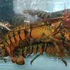 【鲜活】加拿大波士顿龙虾(大)（500±50g）多退少补 商品缩略图1