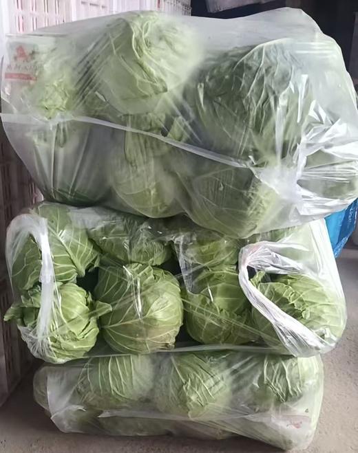 【YC】新鲜绿甘蓝 石家庄 大河市场 商品图2